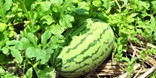 Watermelon growing in a Mississippi field
